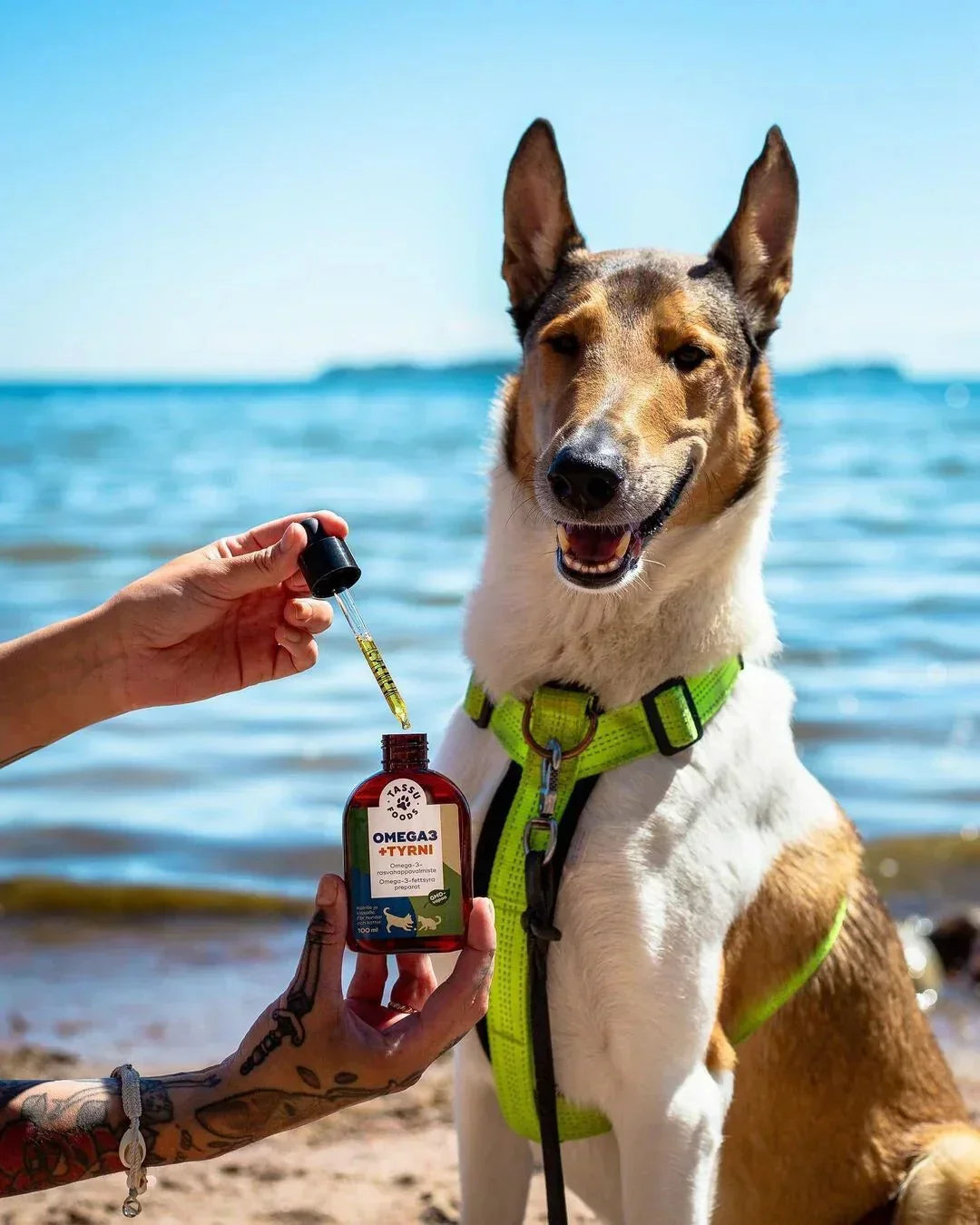 Koiralle omega-3 ravintoaineita rannalla, luonnollinen maitohappobakteeripohjainen lisäaine