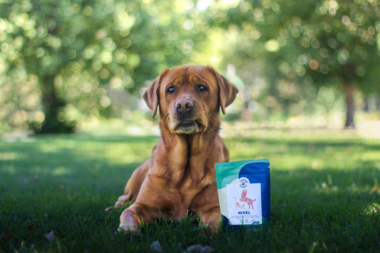 Nivelten hyvinvointi