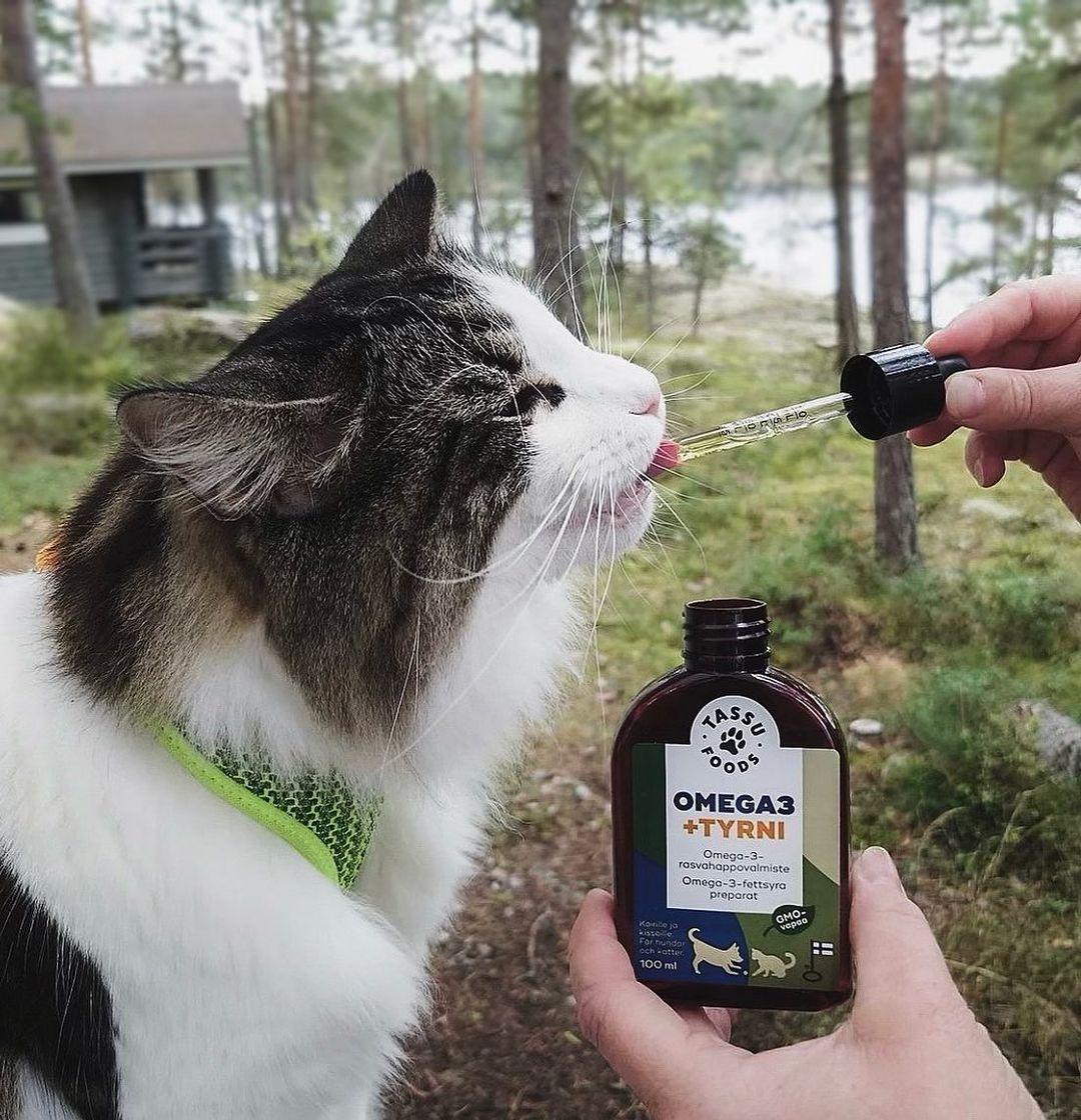 Kissan silmät ja näkö